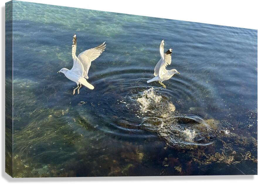 2498729 :: Giclée Stretched Canvas Print