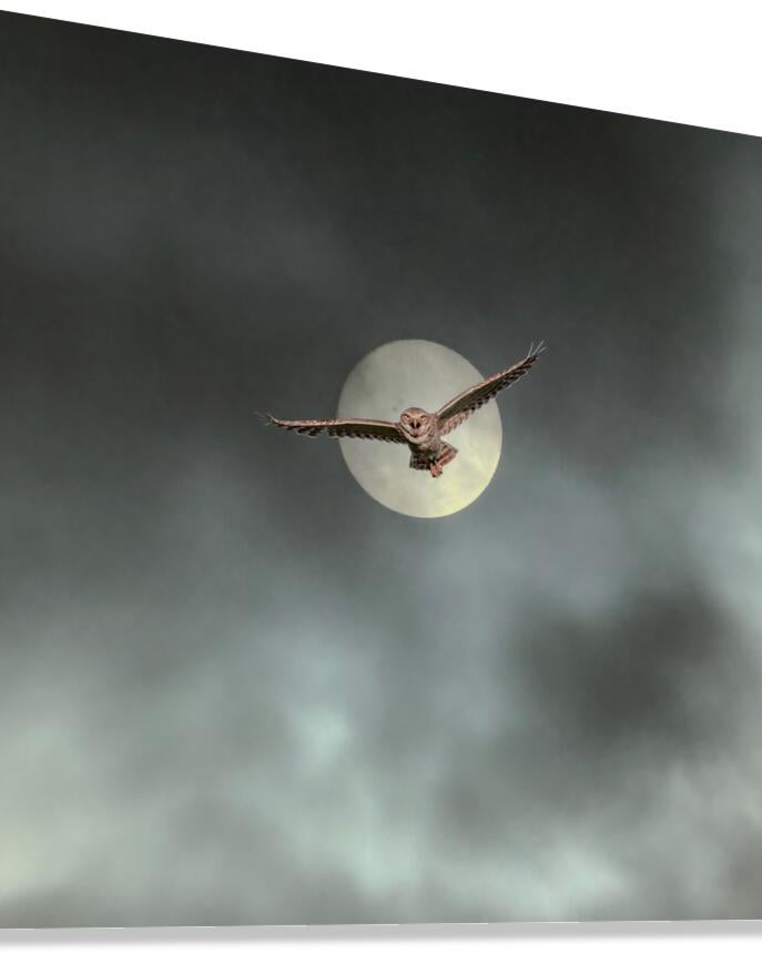 2508362 :: Giclée Stretched Canvas Print