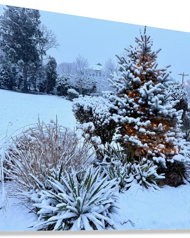 2511983 :: Giclée Stretched Canvas Print