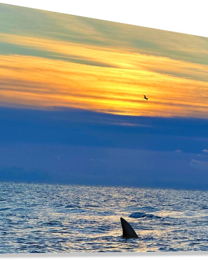 2516210 :: Giclée Stretched Canvas Print