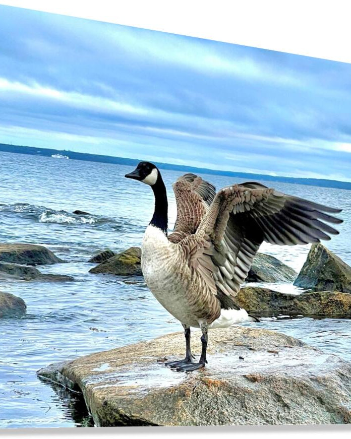 2530909 :: Giclée Stretched Canvas Print