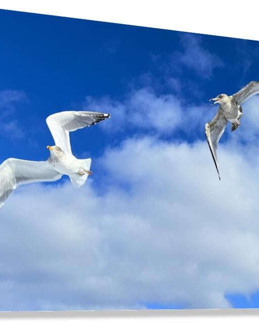 2552328 :: Giclée Stretched Canvas Print