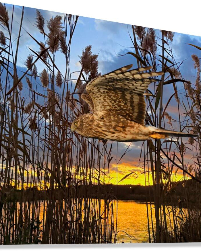 2555294 :: Giclée Stretched Canvas Print