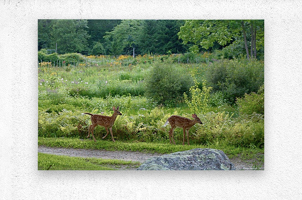 2374222 :: Brushed Metal Print