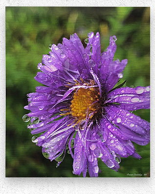 2495638 :: Brushed Metal Print