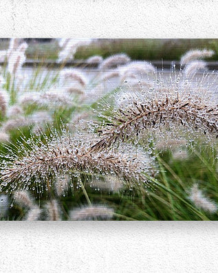 2495642 :: Brushed Metal Print