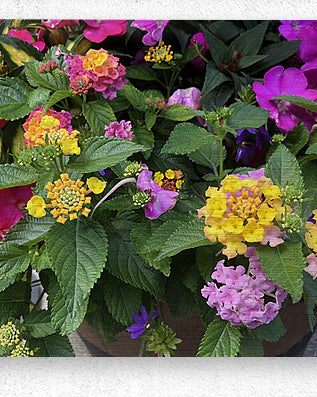 2498027 :: Brushed Metal Print