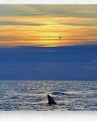 2516210 :: Brushed Metal Print