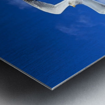 2552328 :: Brushed Metal Print