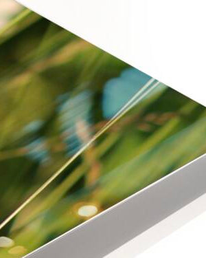 2496521 :: HD Sublimation Metal Print