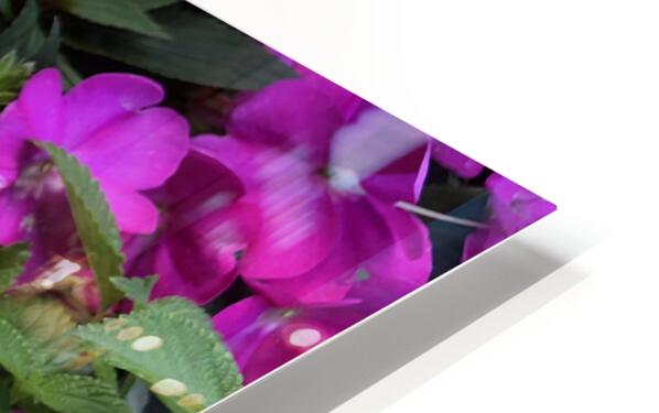 2498027 :: HD Sublimation Metal Print