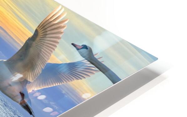 2503734 :: HD Sublimation Metal Print