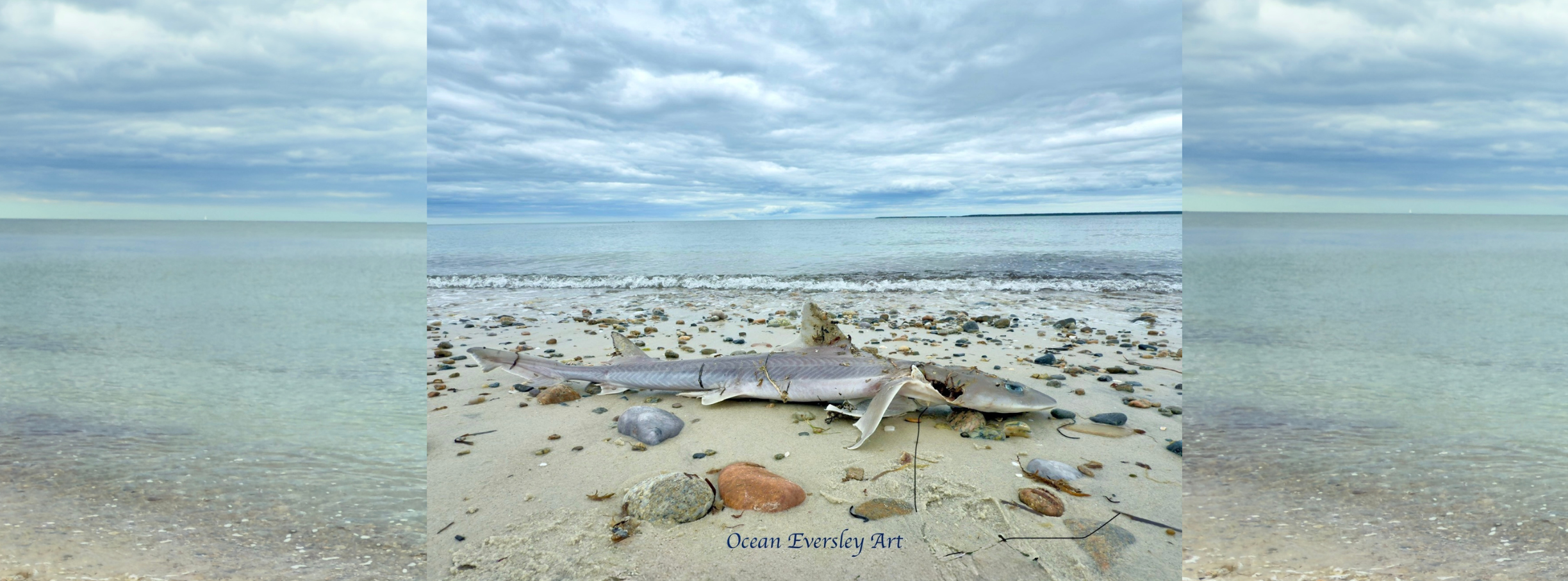 Elegy for a Sand Shark: A Shoreline Encounter