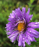 2495638 :: Giclée Rolled Canvas Print