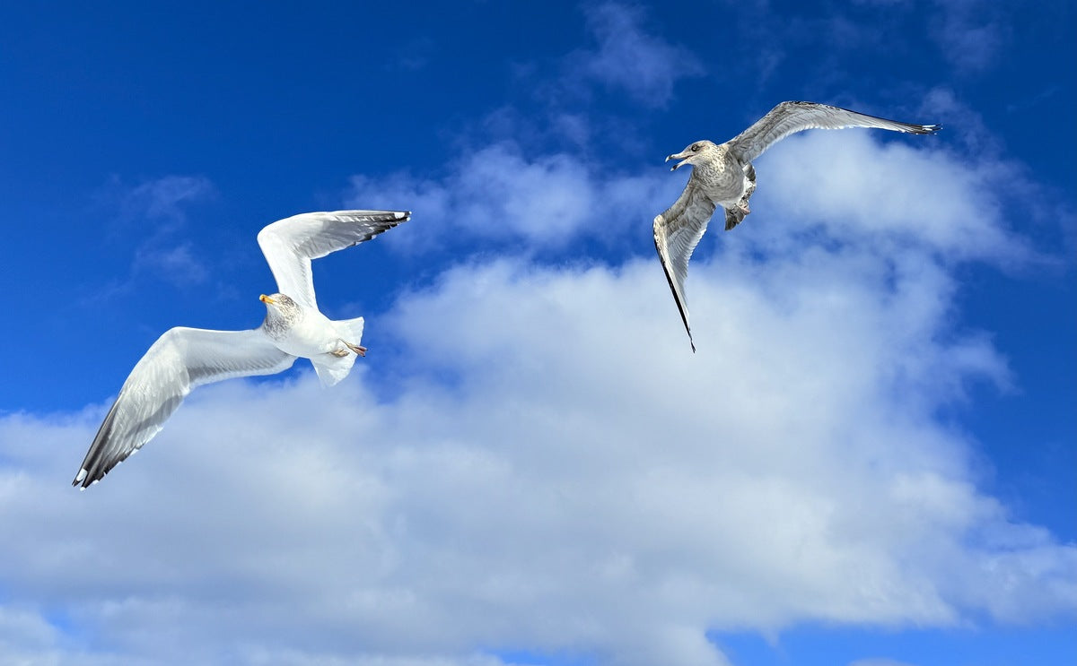 2552328 :: Giclée Poster Satin Photo Paper Print