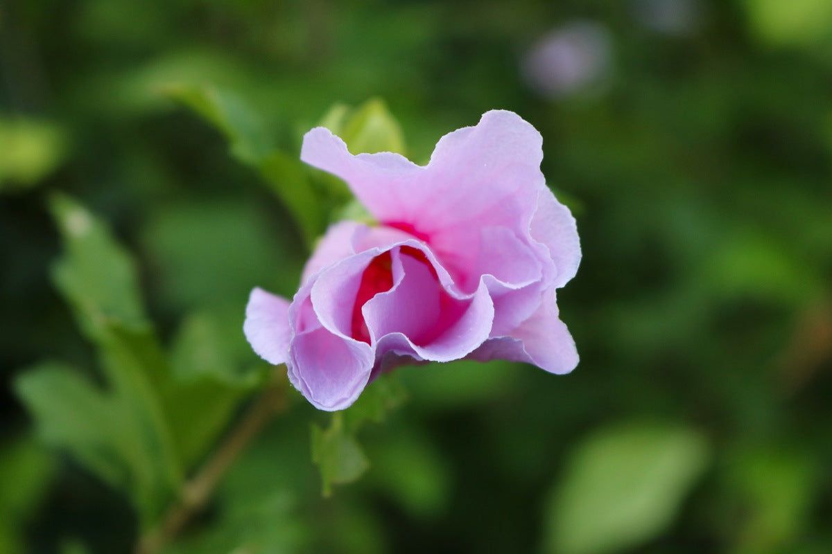 2495683 :: Giclée Rolled Canvas Print