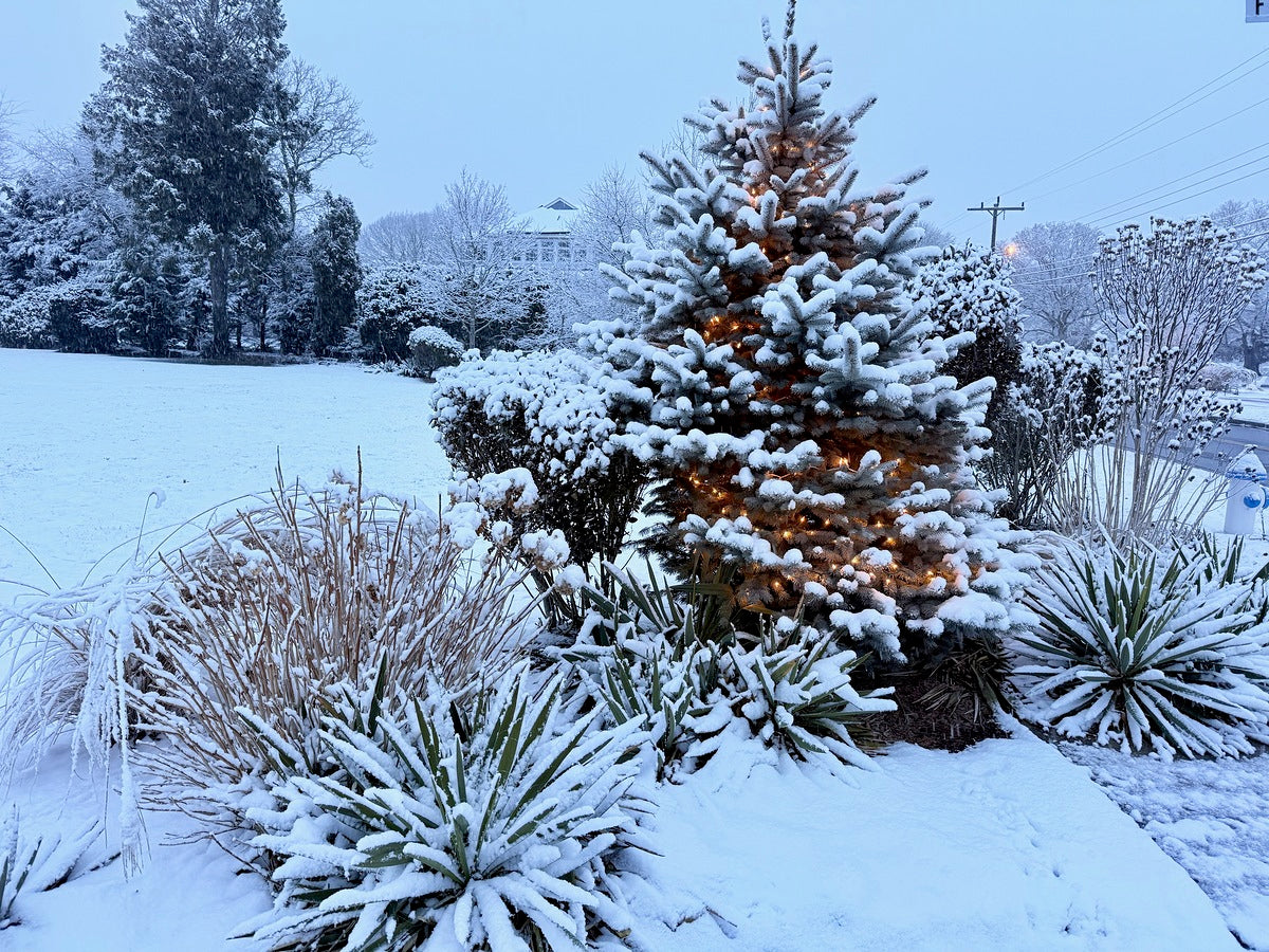 2511983 :: Giclée Rolled Canvas Print