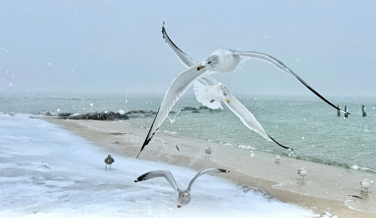 2525288 :: Giclée Rolled Canvas Print