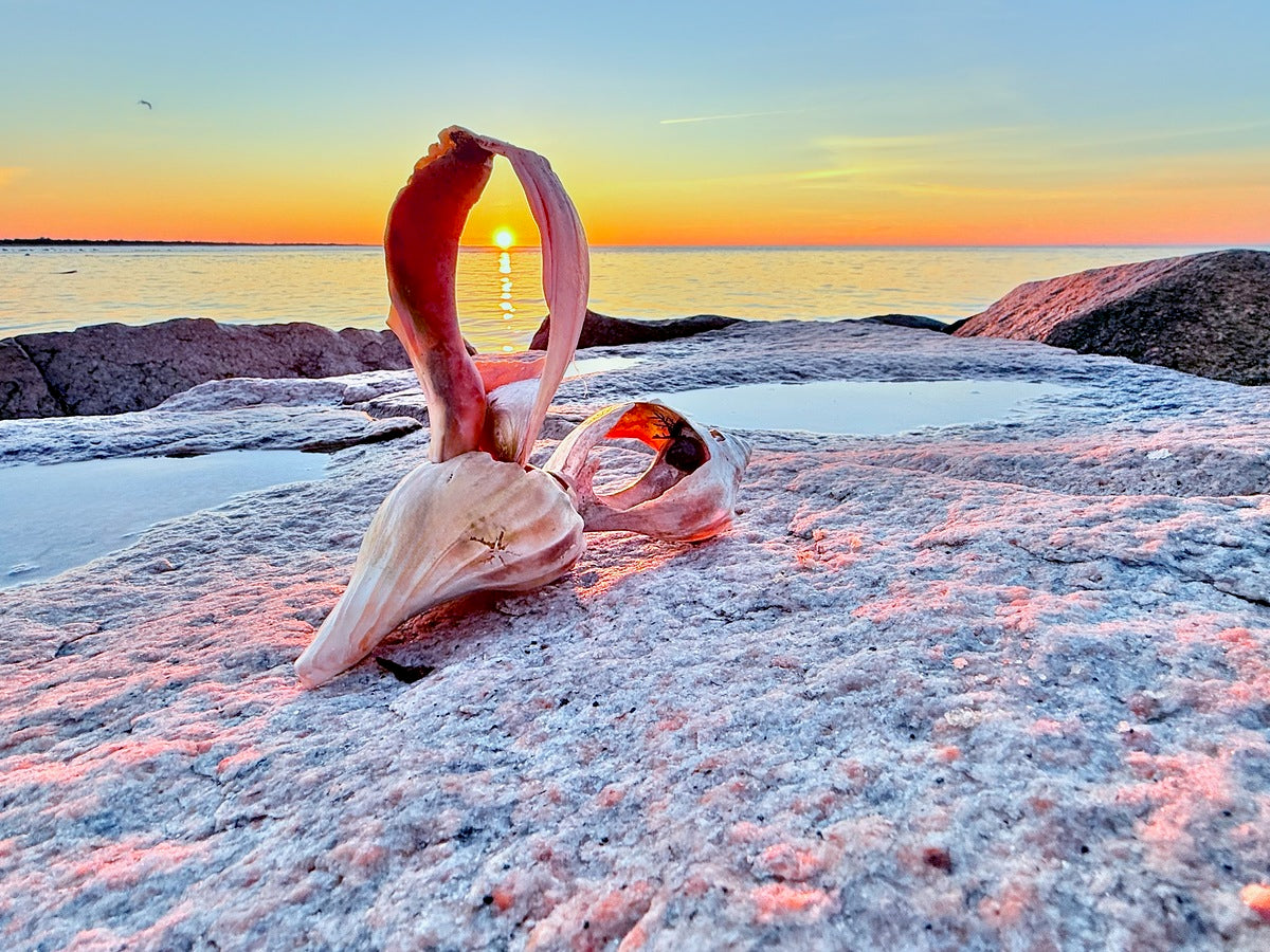 2489643 :: Giclée Rolled Canvas Print