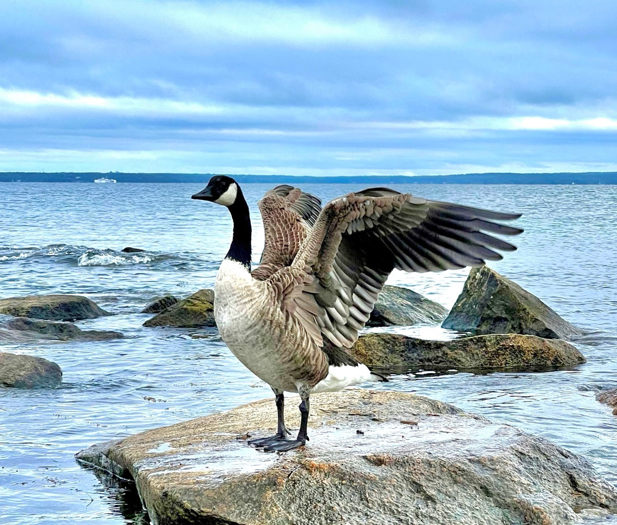 2530909 :: Giclée Rolled Canvas Print