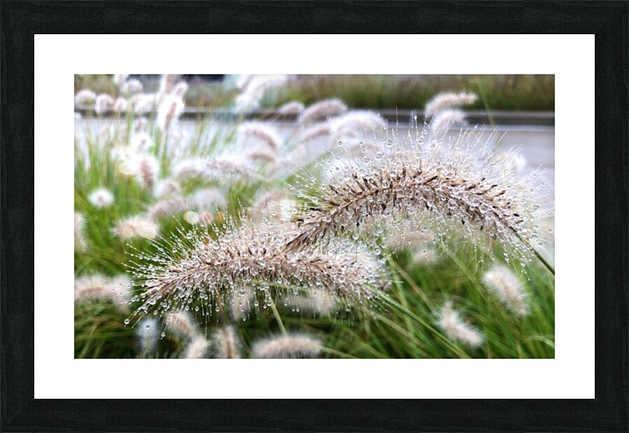 2495642 :: Framed Print
