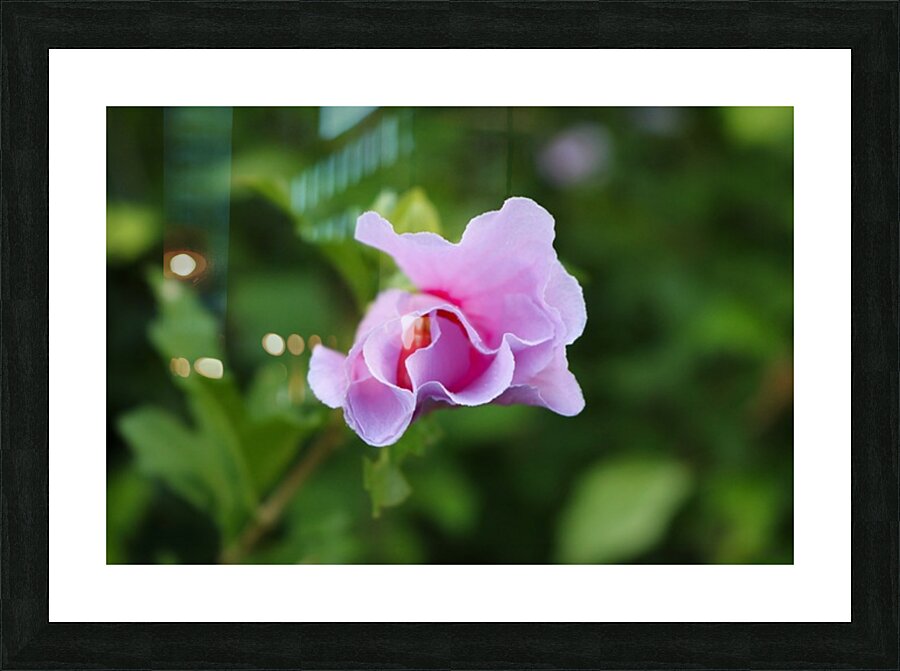 2495683 :: Framed Print