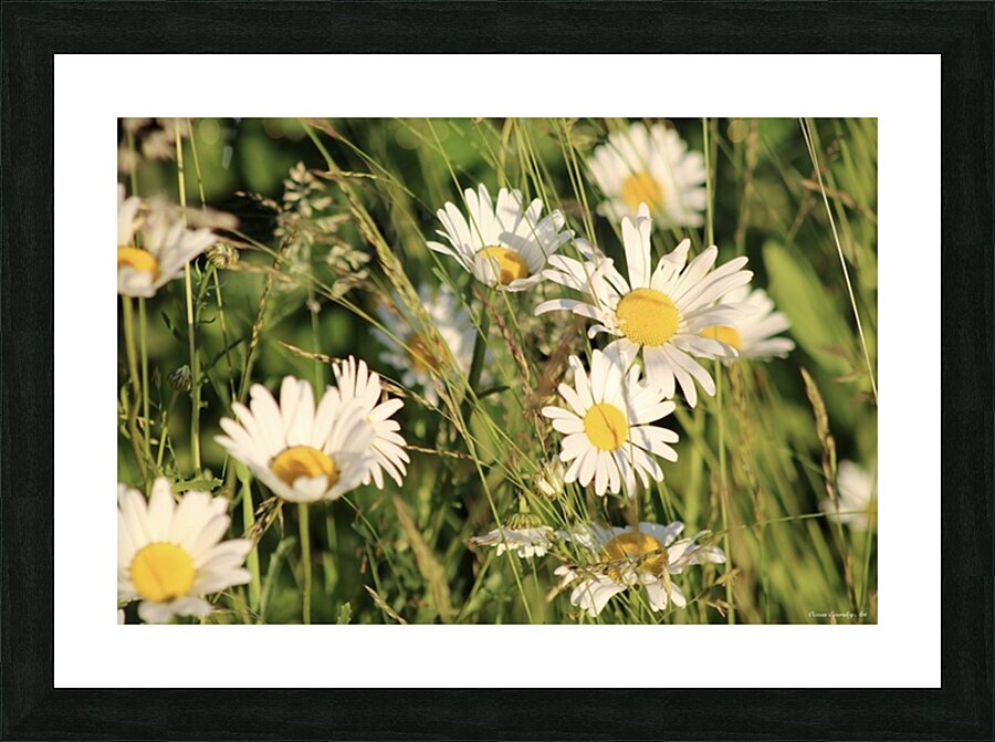 2496521 :: Framed Print