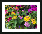 2498027 :: Framed Print