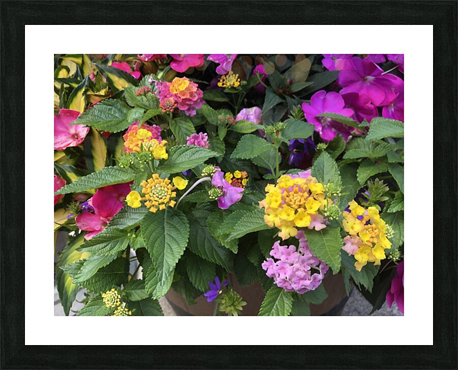 2498027 :: Framed Print