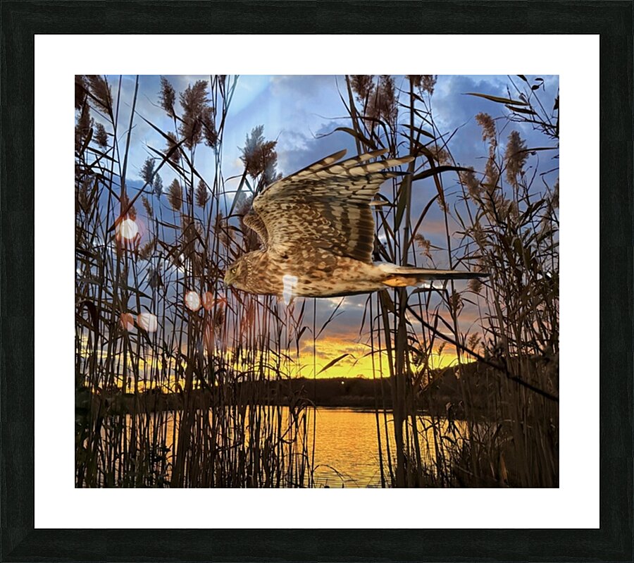 2555294 :: Framed Print