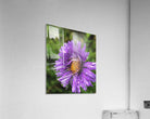 2495638 :: Acrylic Print