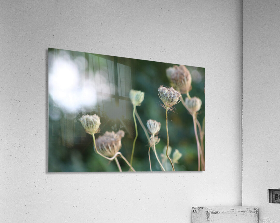 2495654 :: Acrylic Print