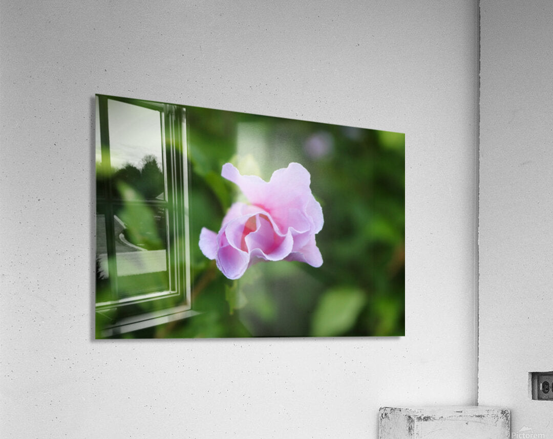 2495683 :: Acrylic Print