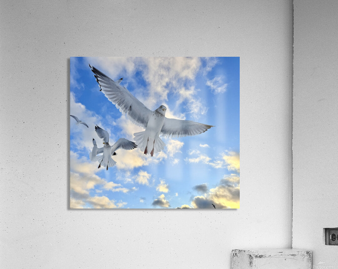 2521715 :: Acrylic Print