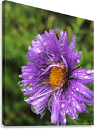 2495638 :: Giclée Stretched Canvas Print