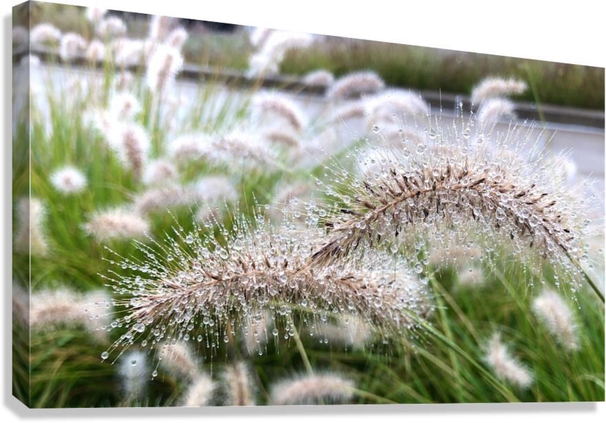 2495642 :: Giclée Stretched Canvas Print