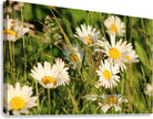 2496521 :: Giclée Stretched Canvas Print