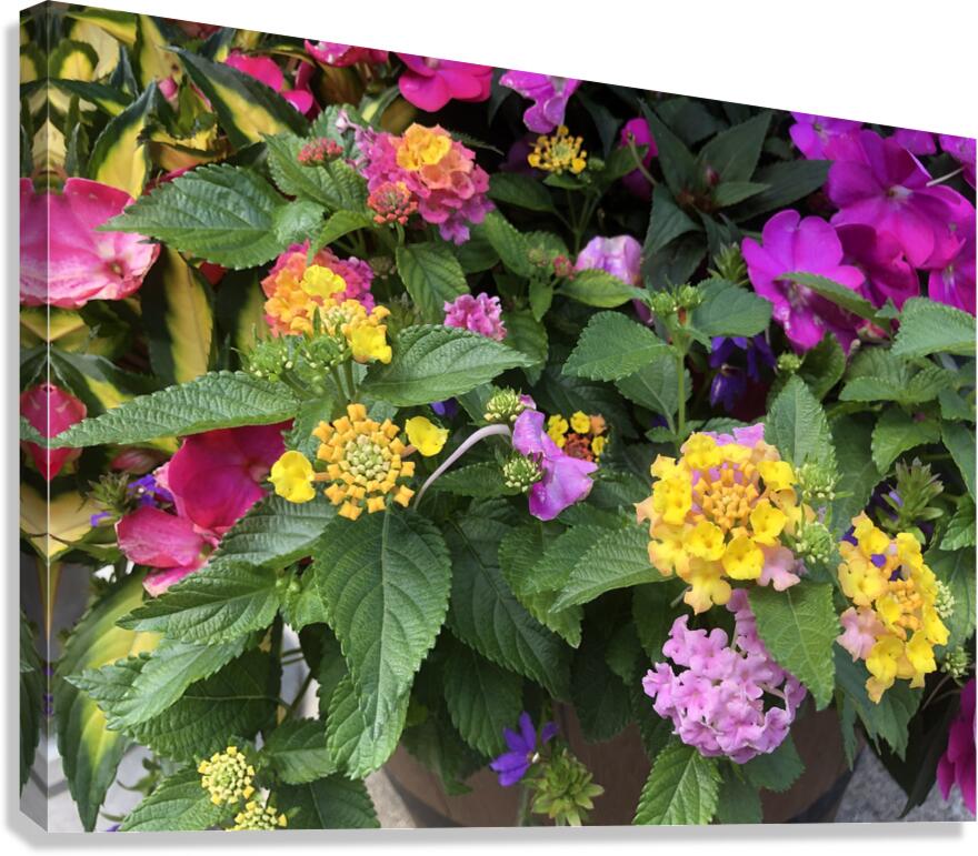 2498027 :: Giclée Stretched Canvas Print