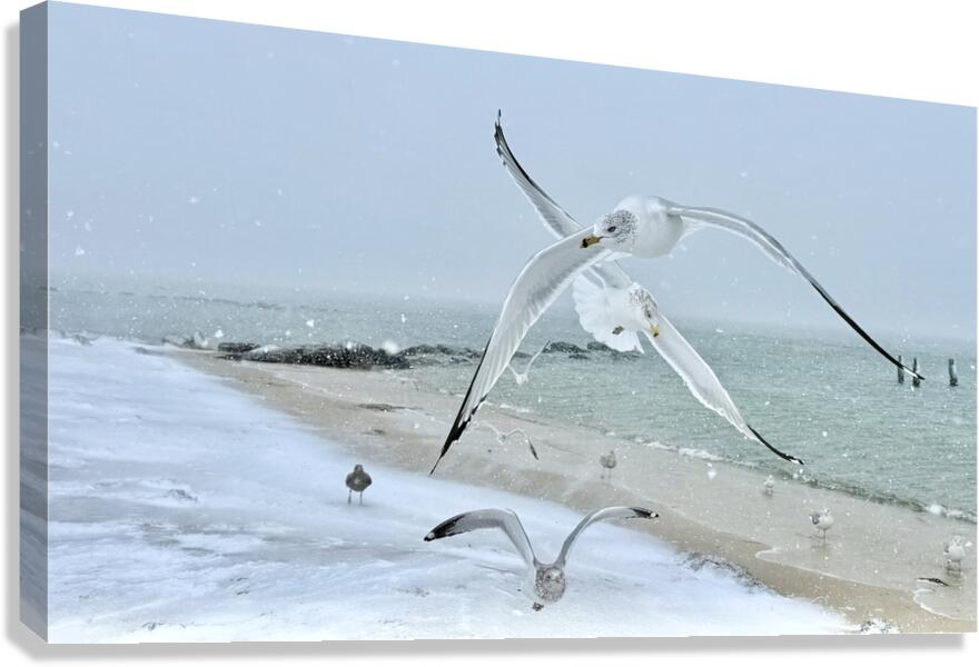 2525288 :: Giclée Stretched Canvas Print