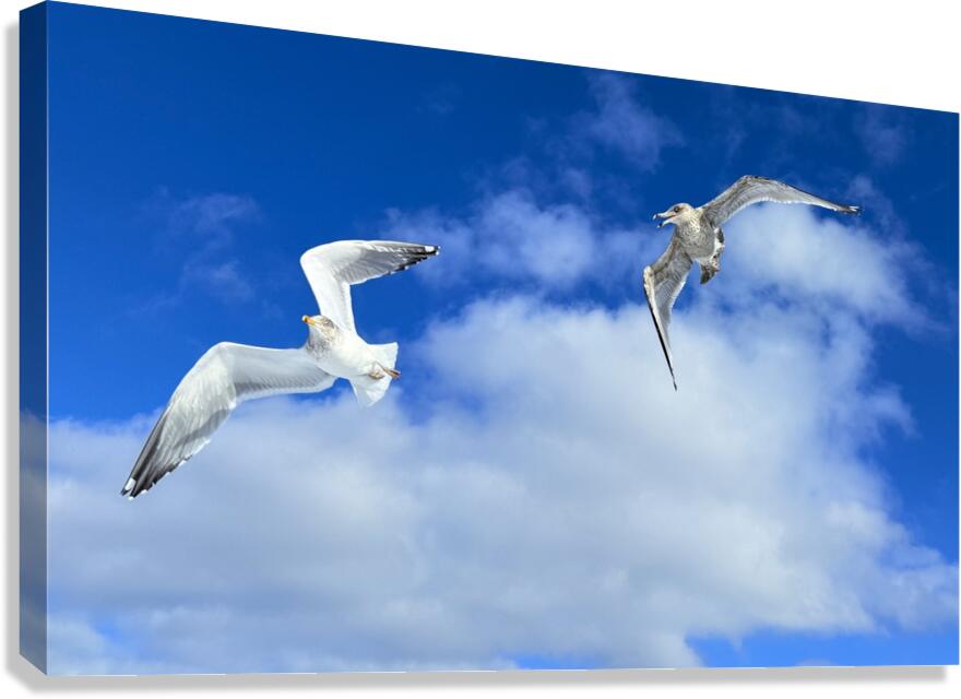 2552328 :: Giclée Stretched Canvas Print