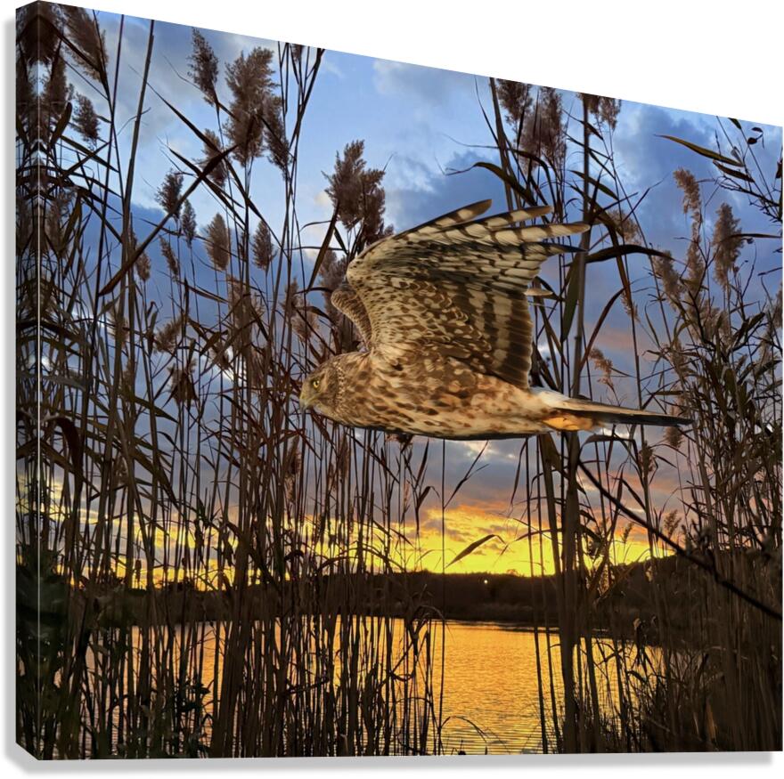2555294 :: Giclée Stretched Canvas Print