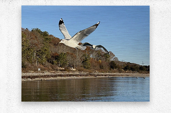 2498092 :: Brushed Metal Print