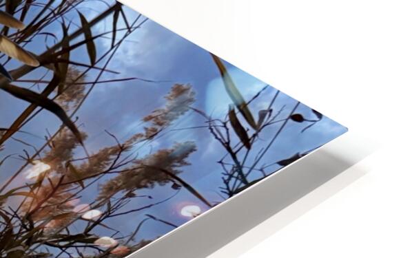 2555294 :: HD Sublimation Metal Print